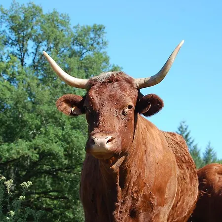 Ferienhaus De Charme Auvergne Cab'ane